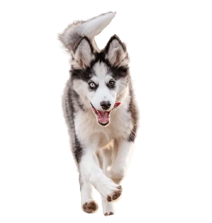 Yakutskaya Laika Bild 4