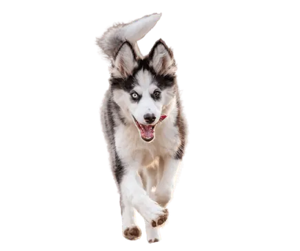 Yakutskaya Laika Bild 4