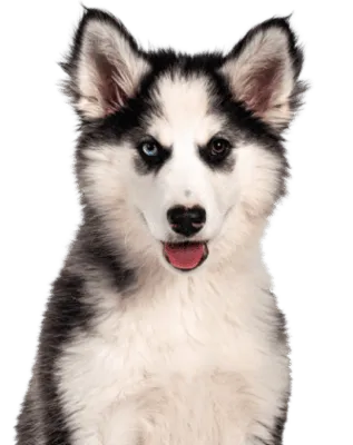 Yakutskaya Laika