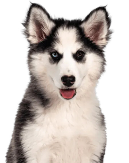 Yakutskaya Laika
