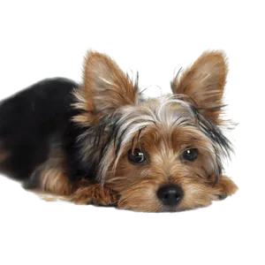 Yorkshire Terrier - Wurfmeldungen