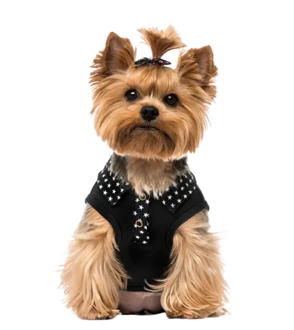 Yorkshire Terrier 7
