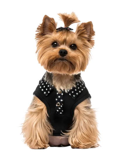 Yorkshire Terrier 7