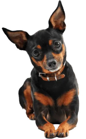 Zwergpinscher (1)