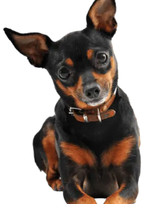 Zwergpinscher (1)