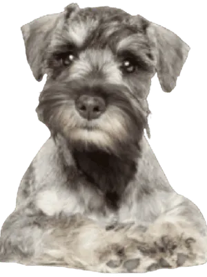 Zwergschnauzer