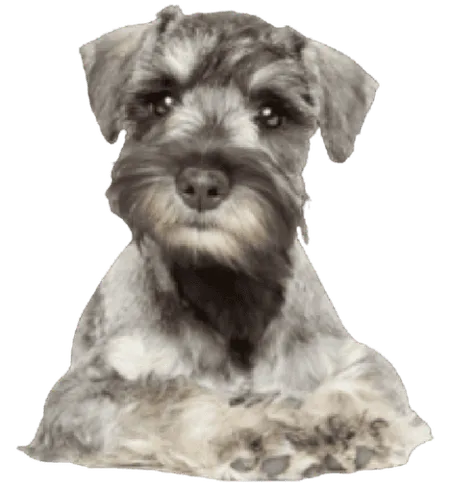 Zwergschnauzer