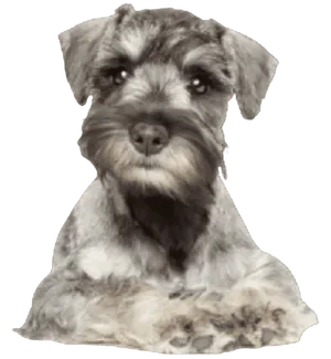 Zwergschnauzer