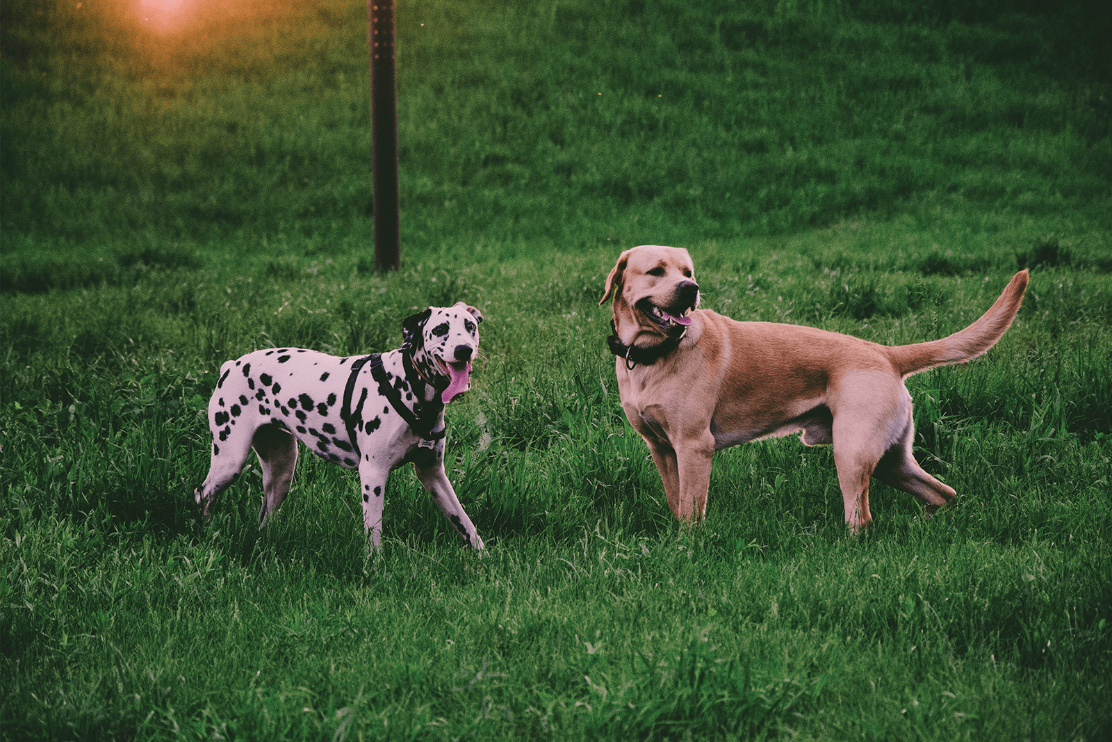 Labrador und Dalmatiner
