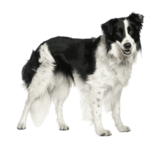 Border Collie (3)