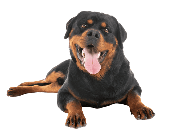 Rottweiler