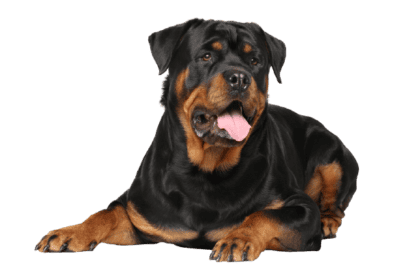 Rottweiler_2