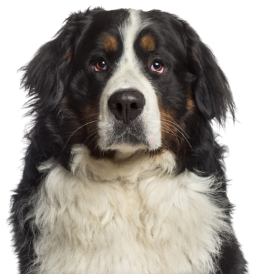 Berner Sennenhund