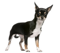 Chihuahua 3