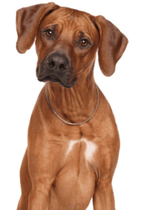 Rhodesian Ridgeback