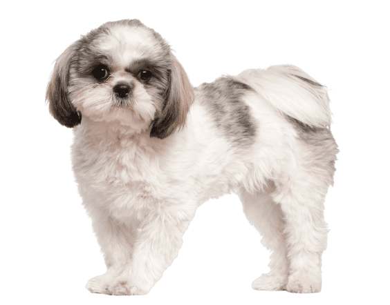 Shih Tzu