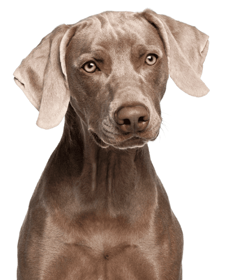 Weimaraner