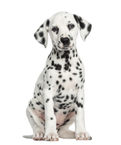 Dalmatiner Puppy