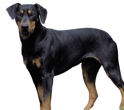 Deutscher Pinscher