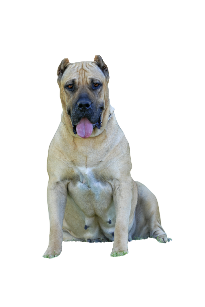 Dogo Canario 5