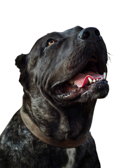 Dogo Canario Profile