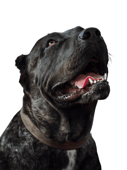 Dogo Canario Profile