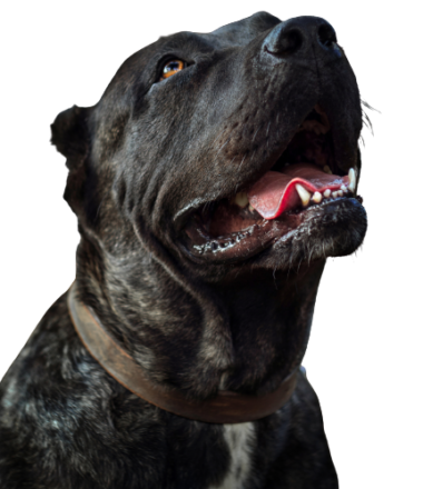 Dogo Canario Profile