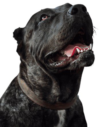 Dogo Canario Profile