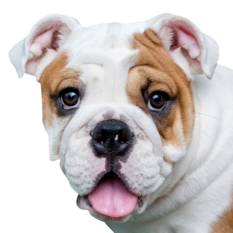 Englische Bulldogge Profile