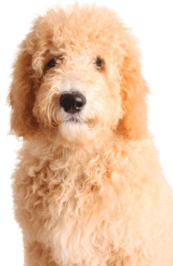 Goldendoodle (1)