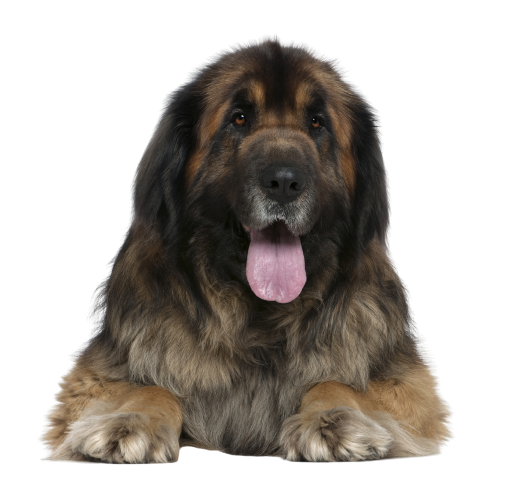 Leonberger Profile