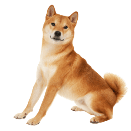 Shiba Inu (1)