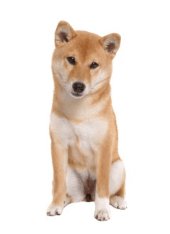 Shiba Inu Adult