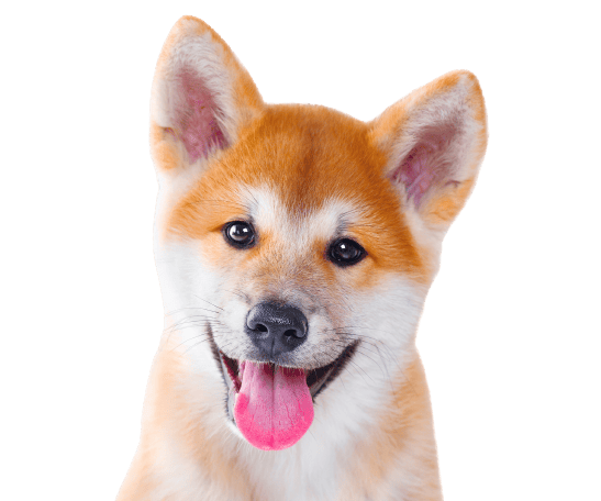 Shiba Inu Profile