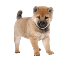 Shiba Inu Puppy