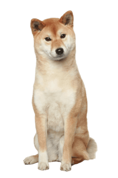 Shiba Inu Senior