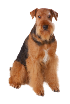 Airedale Terrier (2)