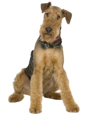 Airedale Terrier