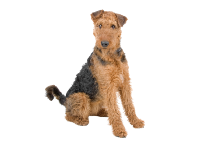 Airedale Terrier (5)