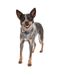 Australian Cattle Dog (1)