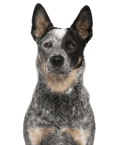 Australian Cattle Dog (4)