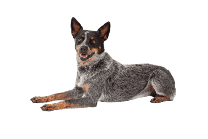 Australian Cattle Dog (6)