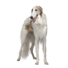 Barzoi (6)