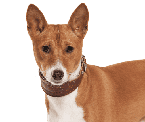 Basenji