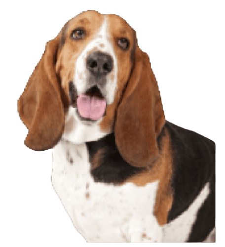 Basset Hound