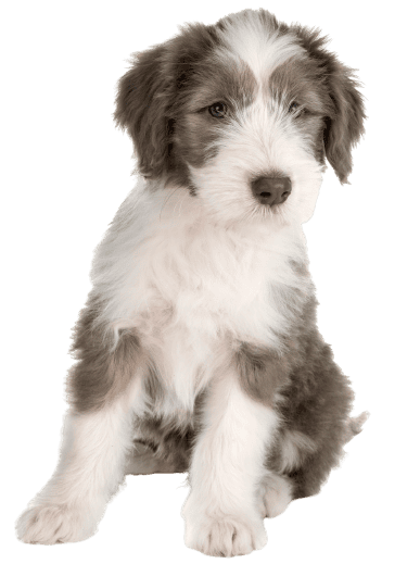 Bearded Collie (5)