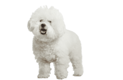 Bichon Frise 1