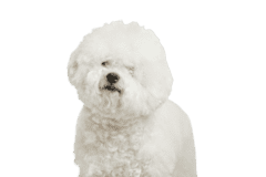 Bichon Frise 3