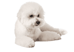 Bichon Frise (5)