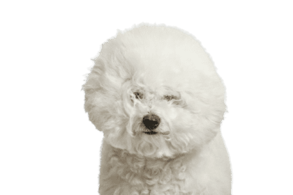 Bichon Frise